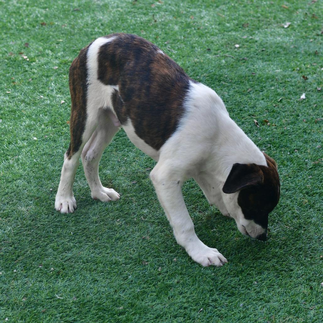 Gingersnap, Adoptable, Puppy Male Mixed Breed.