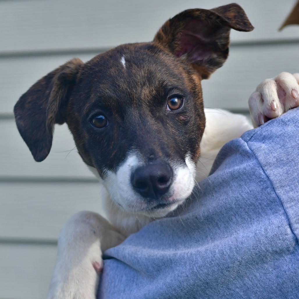 Enlarge Gingersnap, a Adoptable Mixed Breed in Ottawa, KS image 2/2