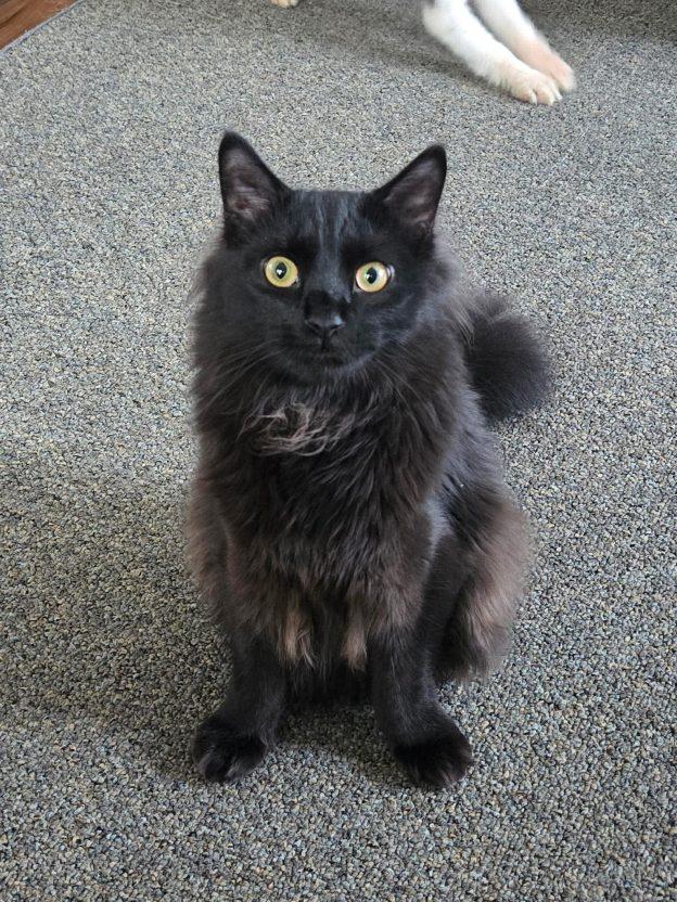Enlarge Scooter, a ADOPTABLE Domestic Long Hair in Wasilla, AK image 1/1