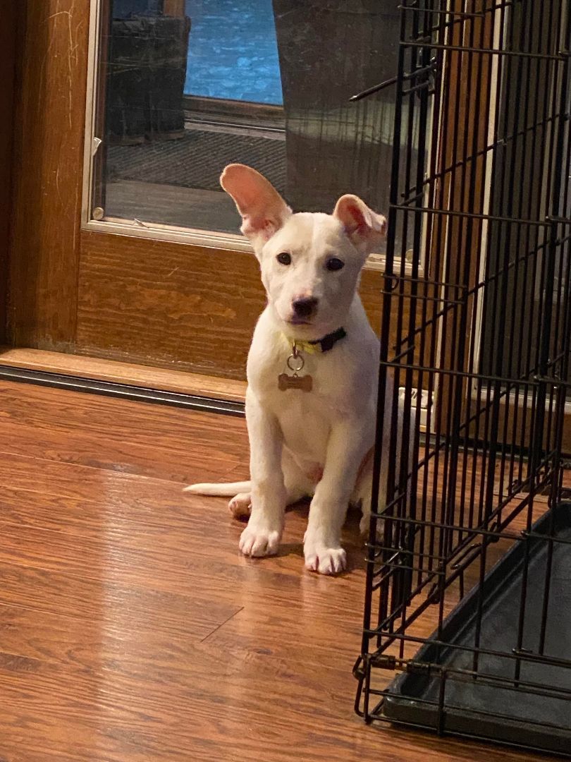 CHARLIE, an adopted Mixed Breed in Grand Forks, ND_image-1