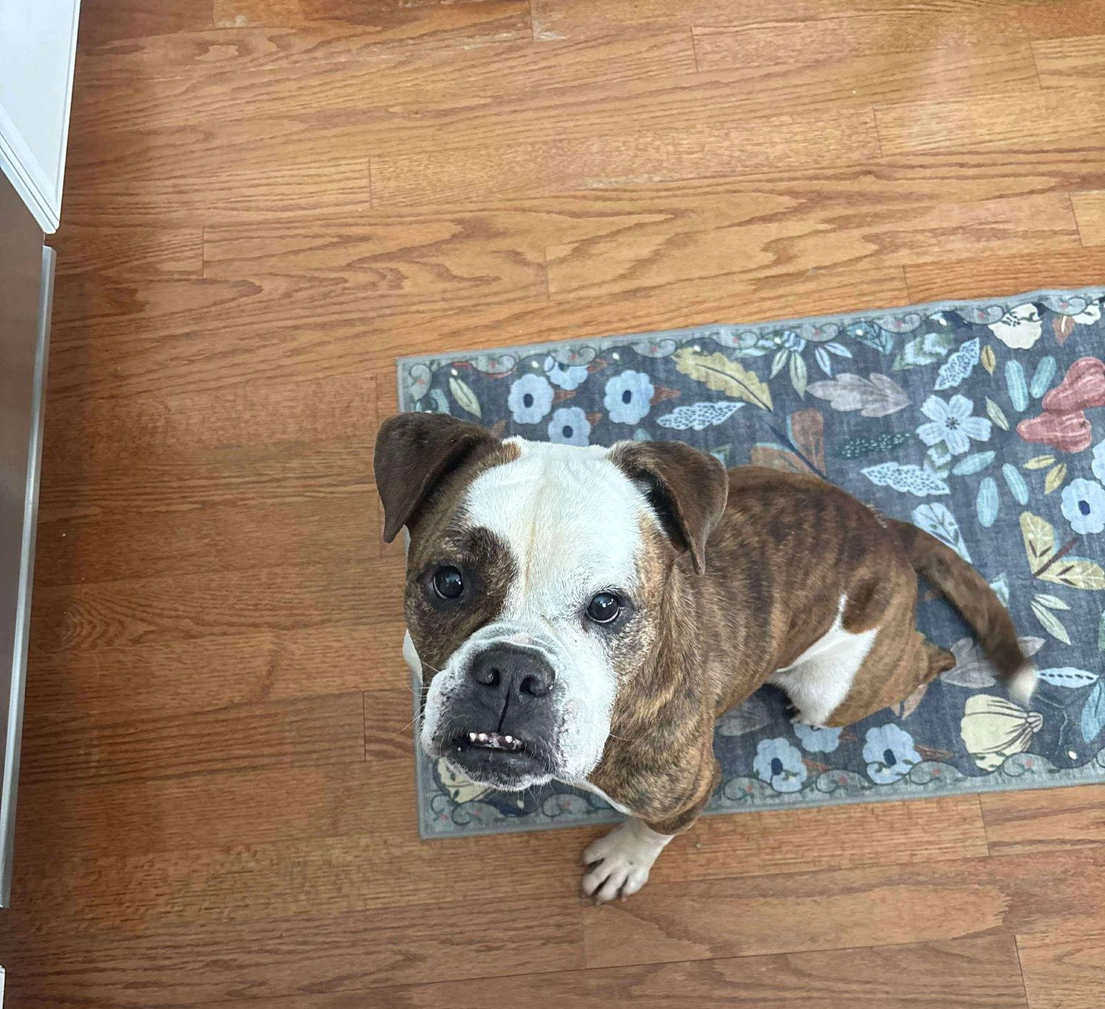 Enlarge Berta, a Adoptable American Bulldog in Raleigh, NC image 1/3