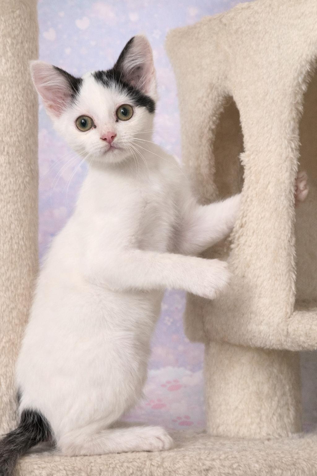 Zephy, Adopted, Young Female Domestic Short Hair.