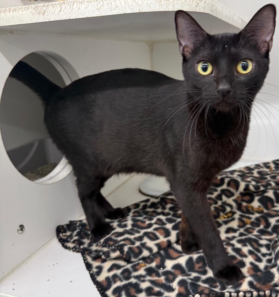 Enlarge Mama Spice, a Adoptable mixed breed in Sapulpa, OK image 1/1