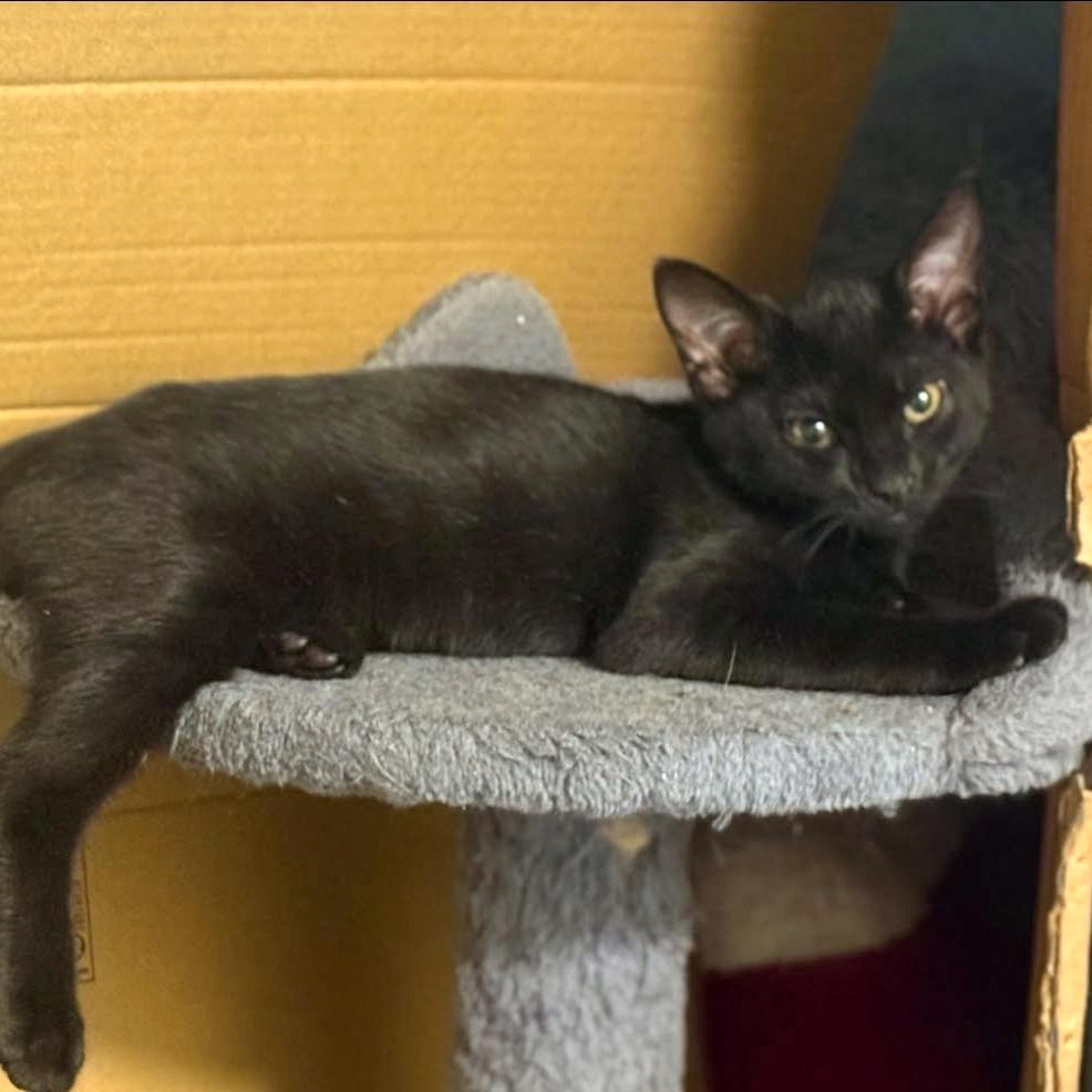 Enlarge Valkyrie, an adopted Domestic Short Hair in Pittsburgh, PA image 6/6
