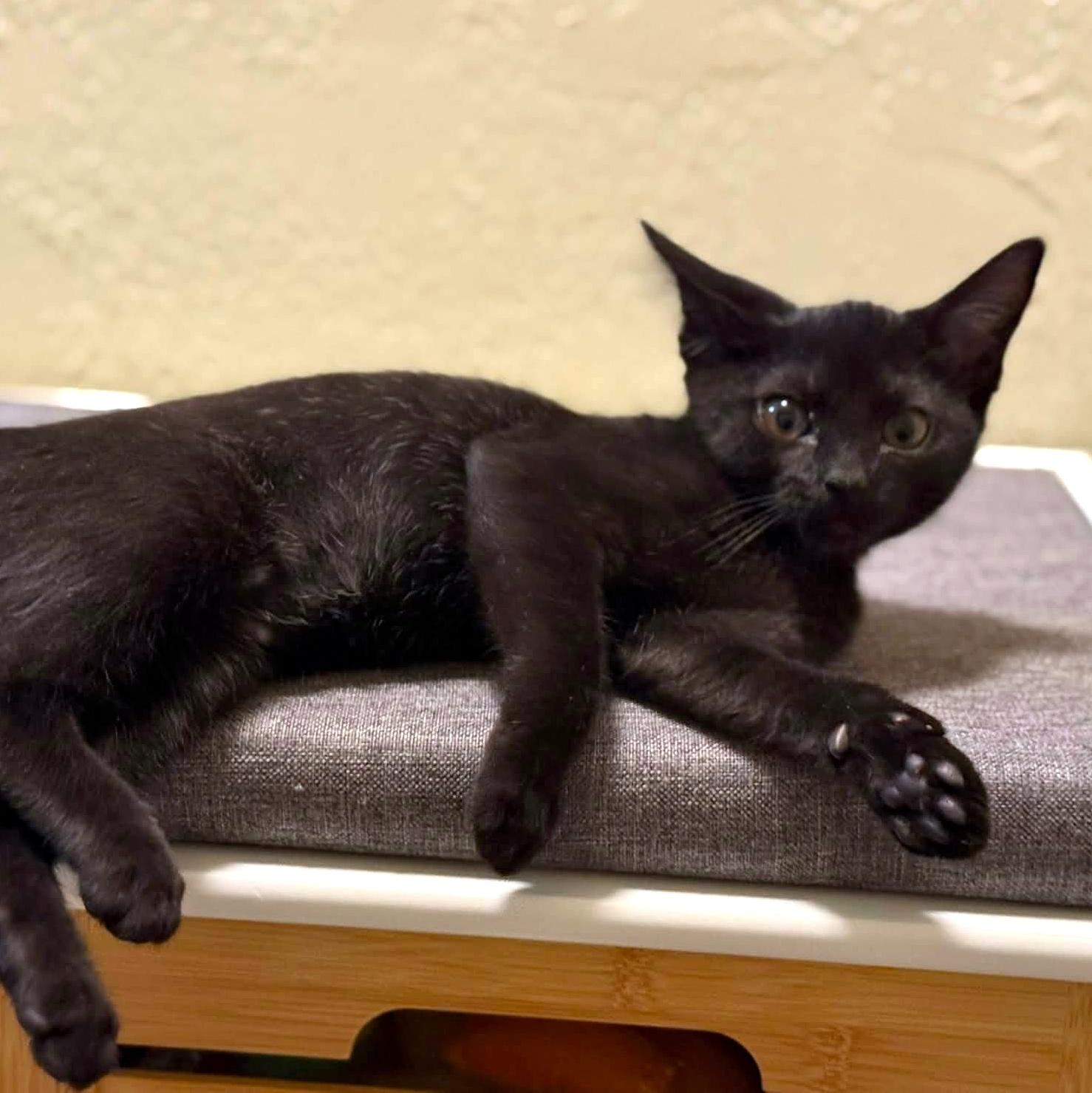Enlarge Valkyrie, an adopted Domestic Short Hair in Pittsburgh, PA image 2/6