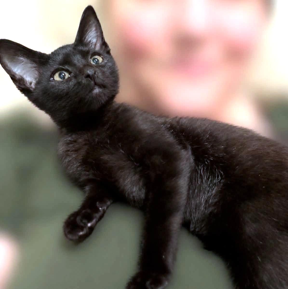 Valkyrie, adopted, Kitten Female Domestic Short Hair.