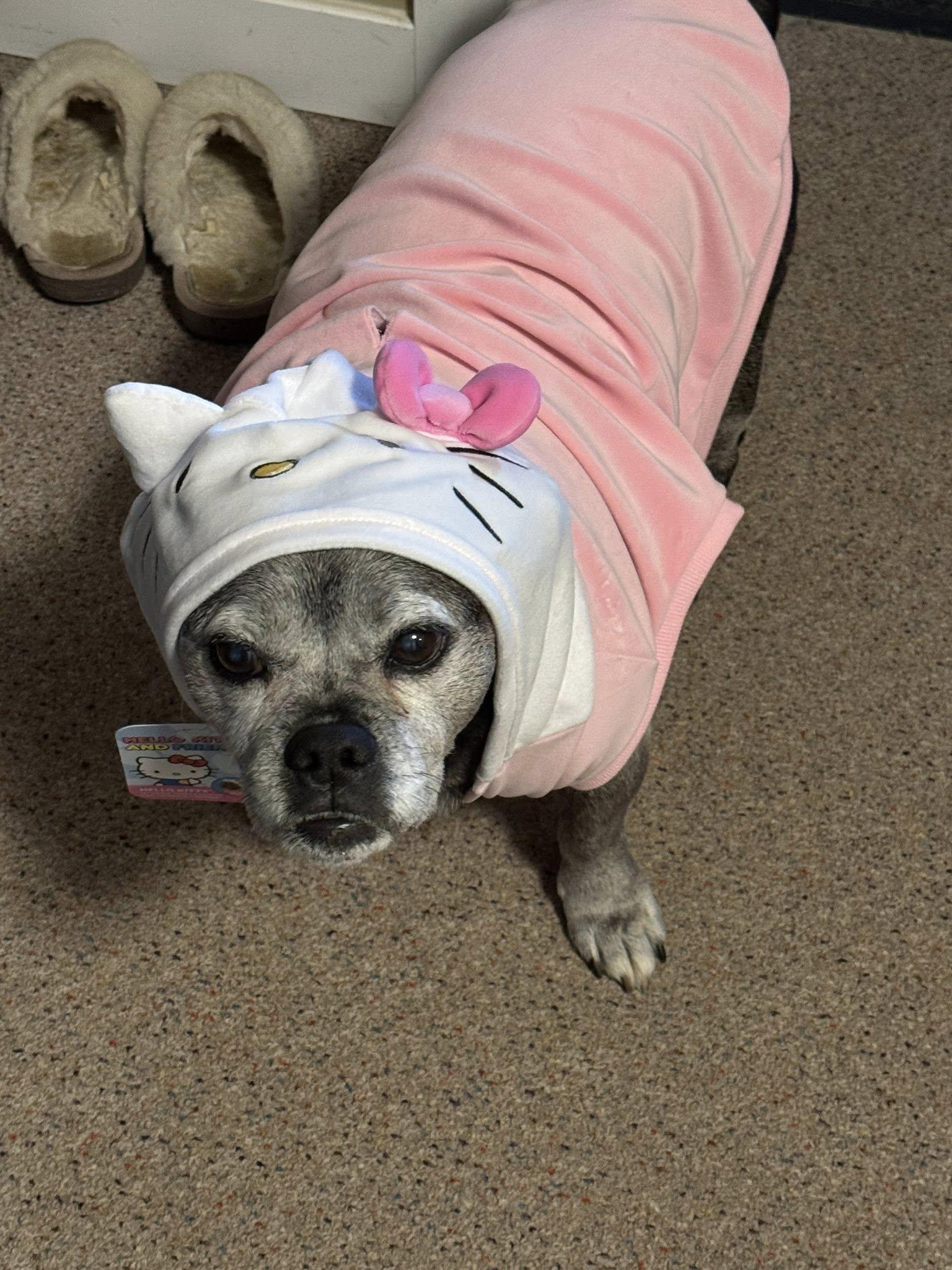 Bee, Senior Female Pug