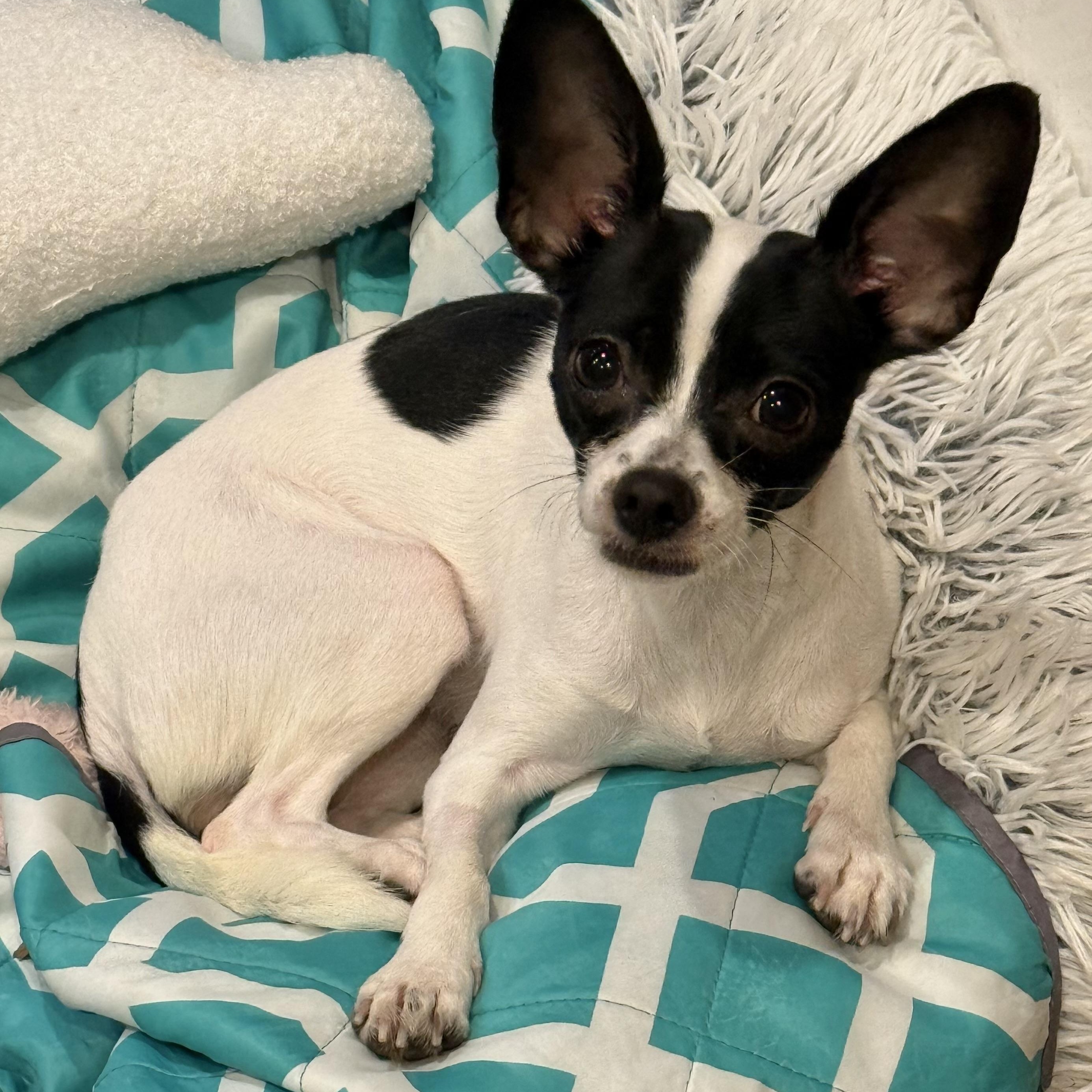 Enlarge CARRIE- Local, a Adoptable mixed breed in Warwick, RI image 4/5
