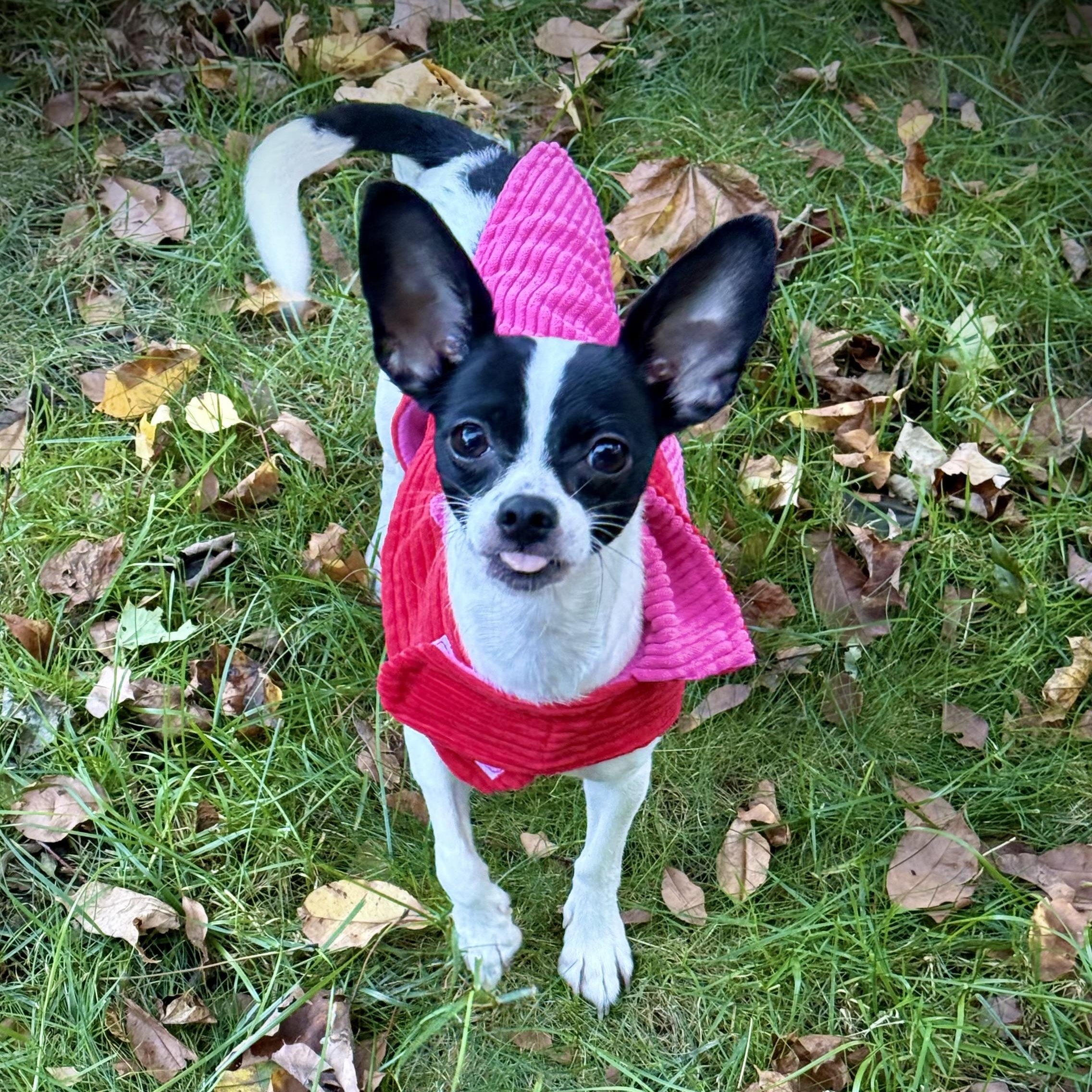 CARRIE- Local, Adoptable, Adult Female Rat Terrier & Chihuahua.
