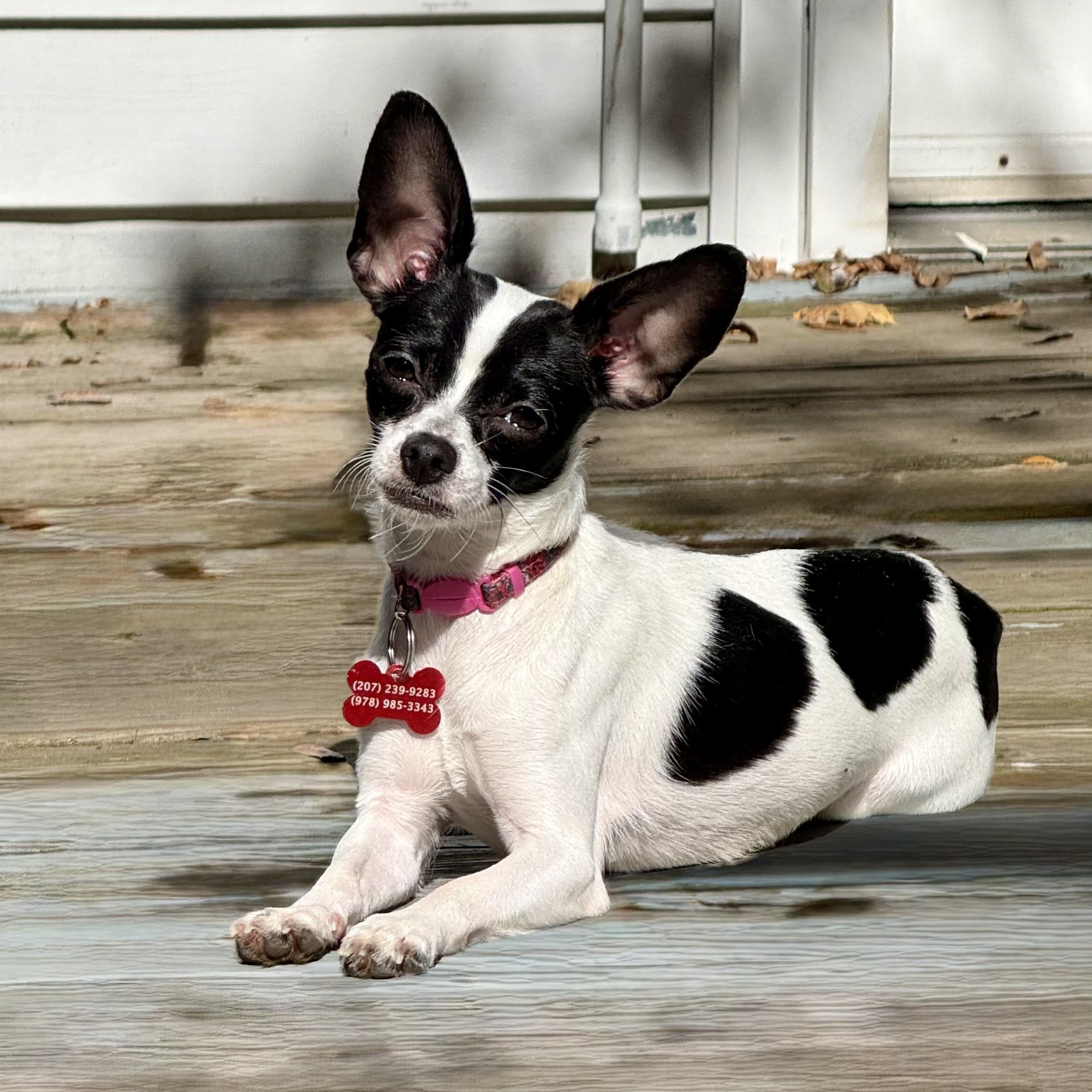 Enlarge CARRIE- Local, a Adoptable mixed breed in Warwick, RI image 2/5