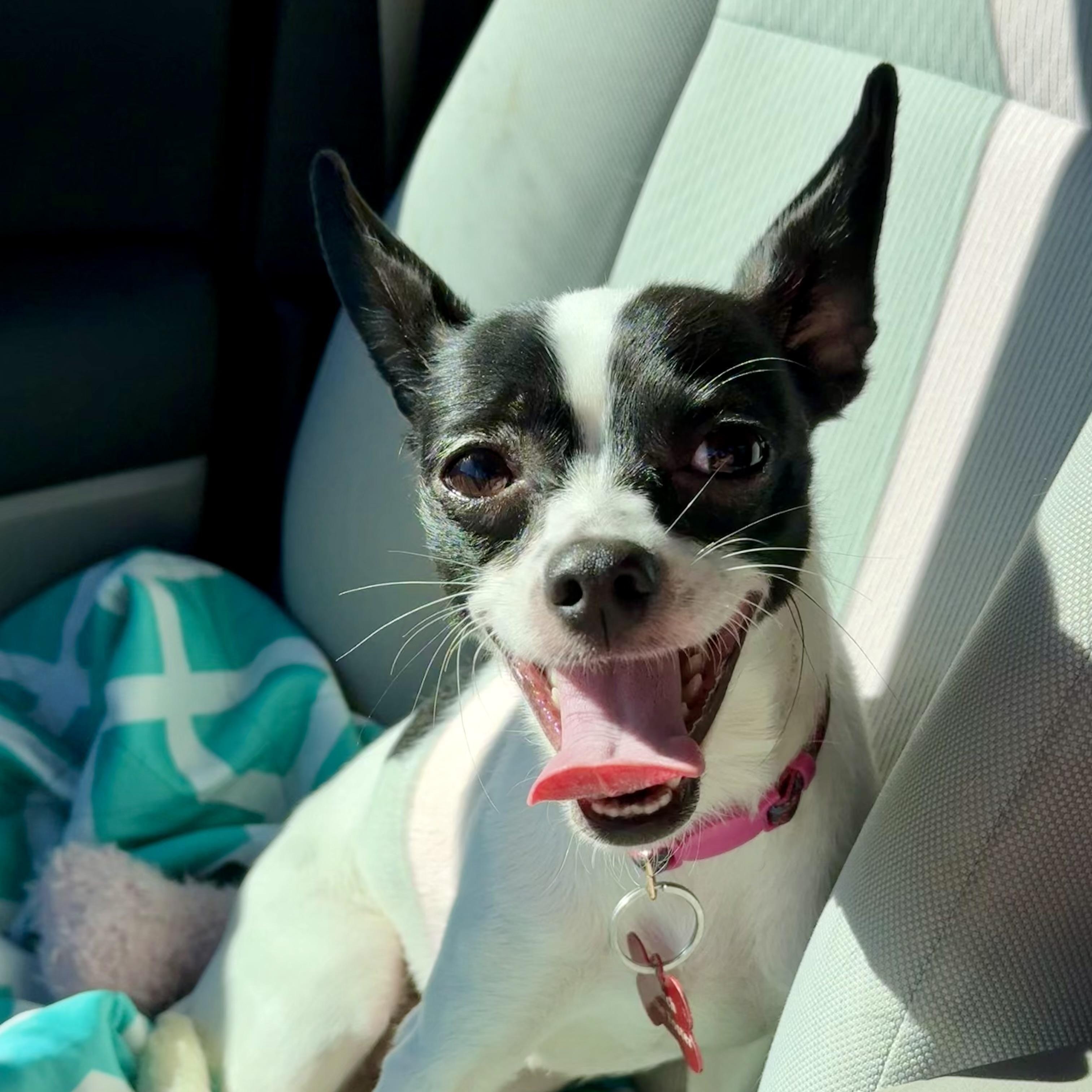 Enlarge CARRIE- Local, a Adoptable mixed breed in Warwick, RI image 5/5