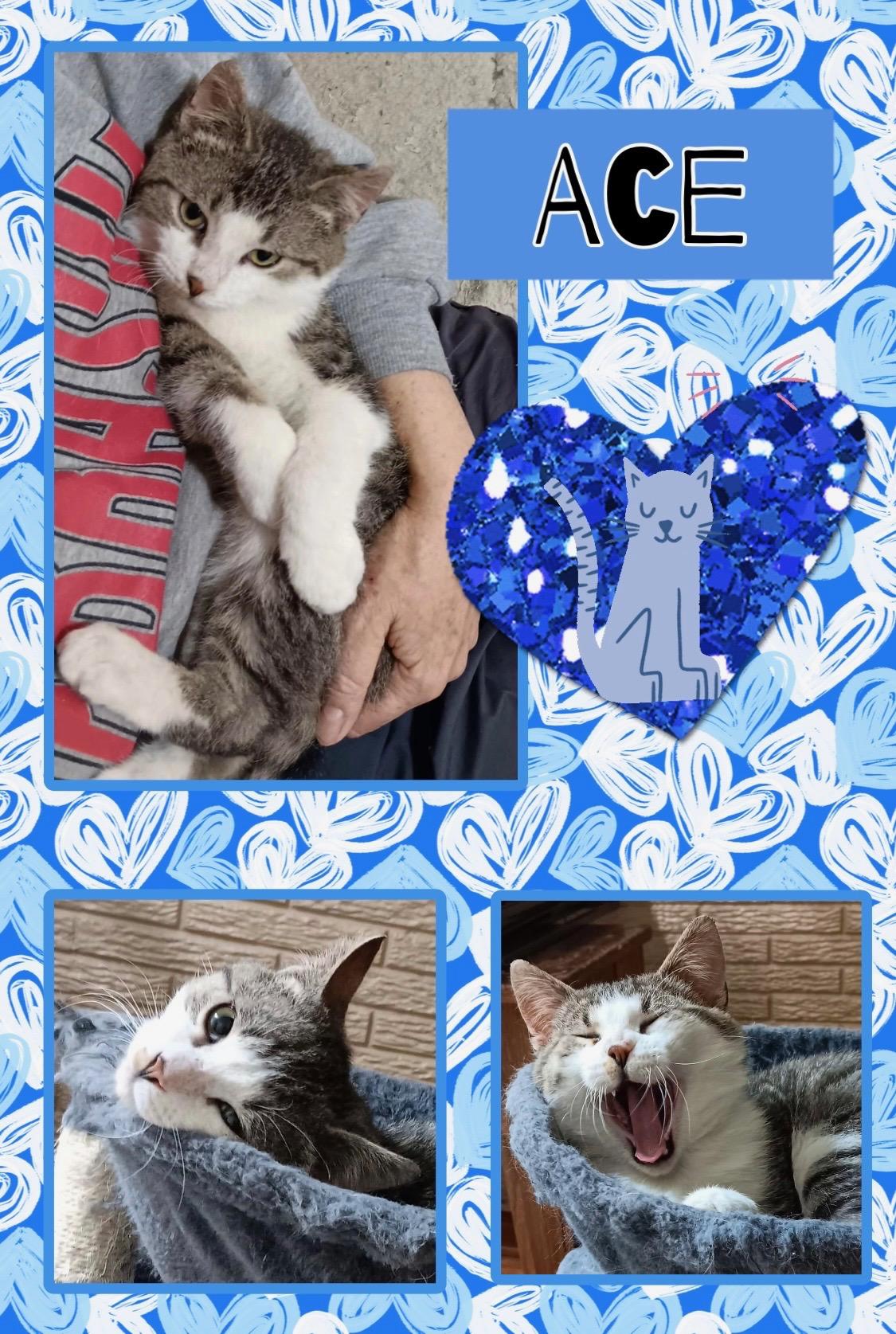 Enlarge Ace, a Adoptable Domestic Short Hair in Kearney, NE image 1/1