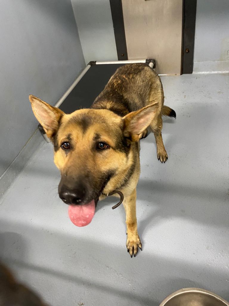 Schnitzel, Adoptable, Adult Male German Shepherd Dog.
