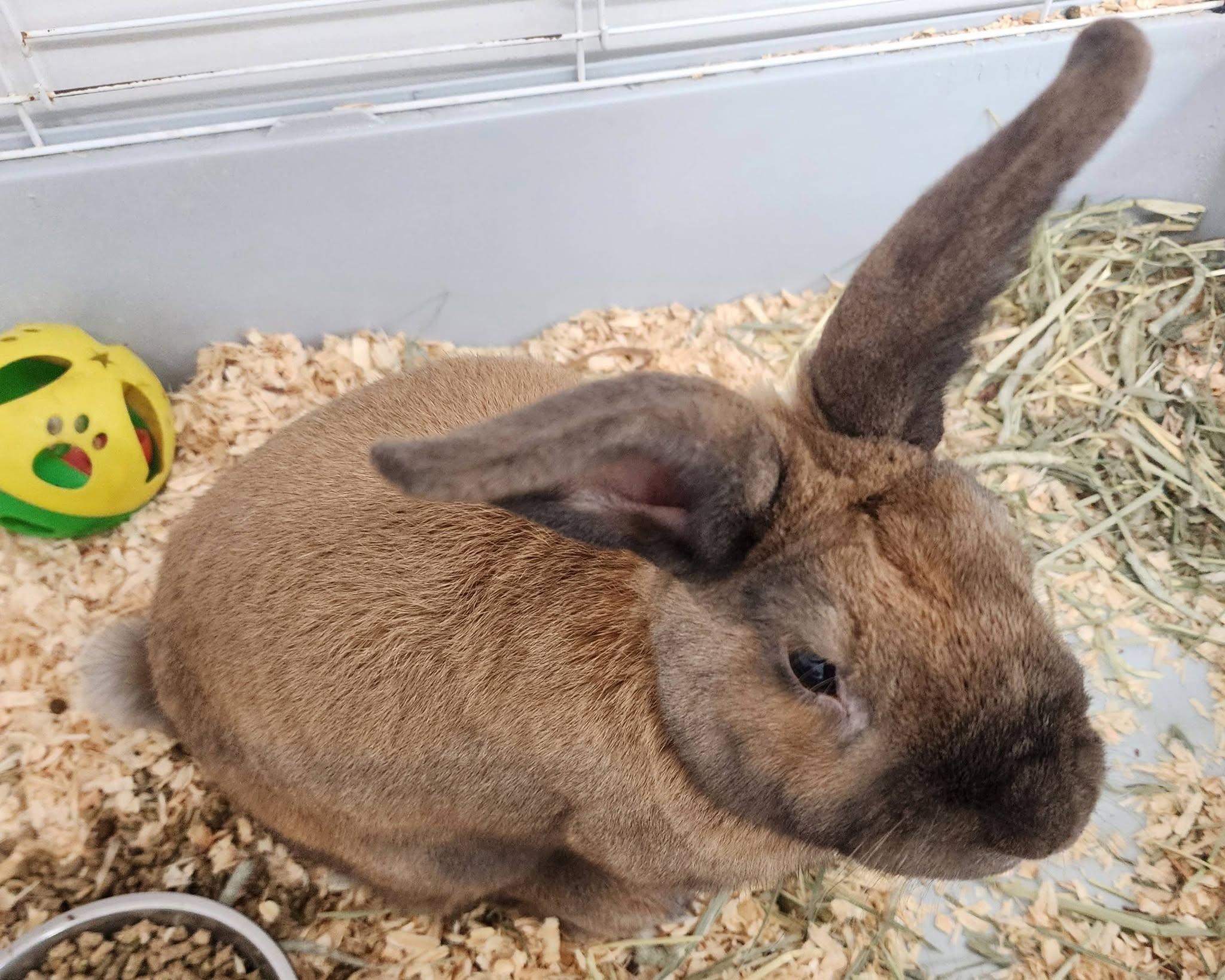Enlarge Bento, an adopted Mini Rex in Danville, VA image 1/1