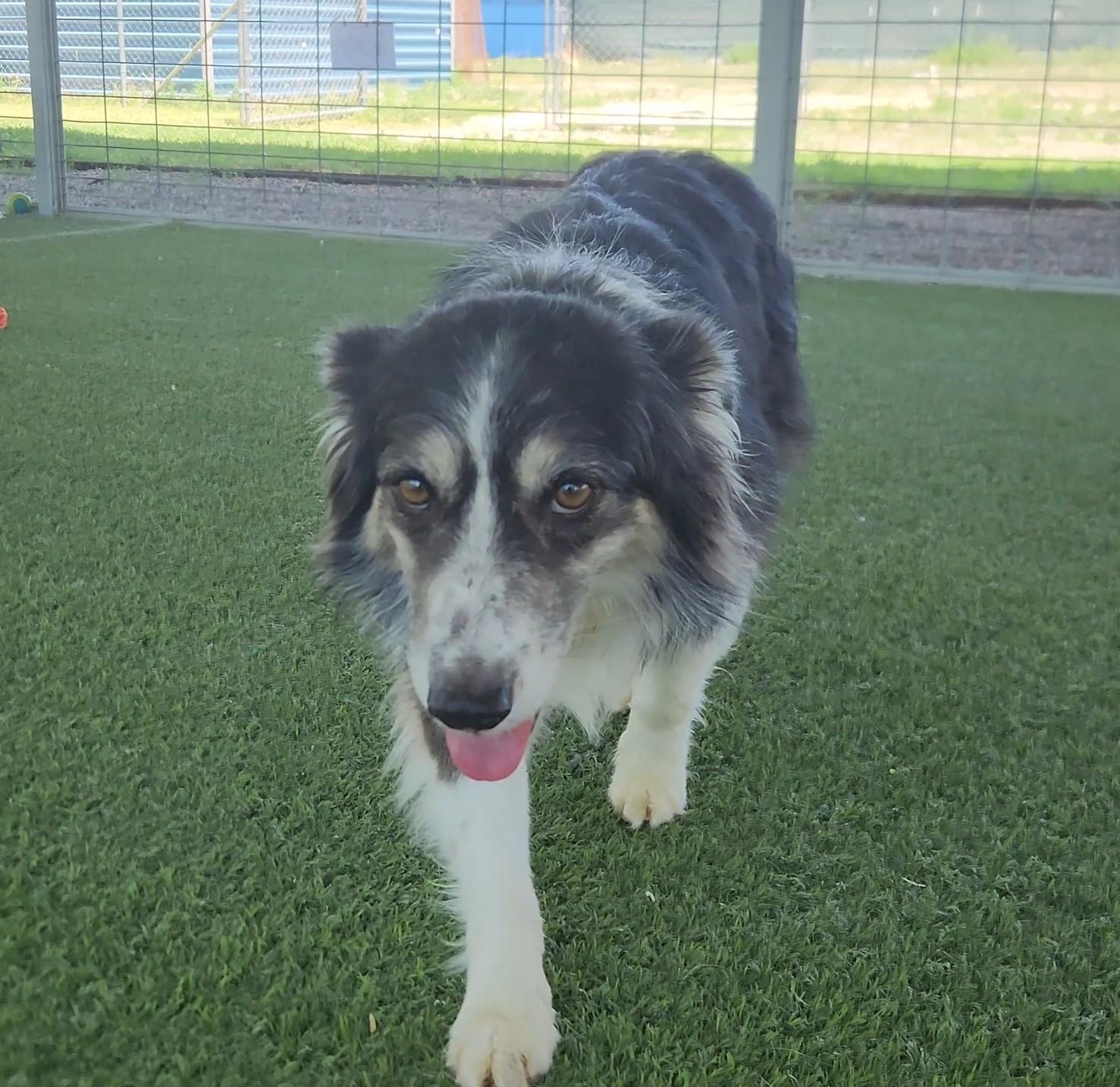 Enlarge Flora, an adoptable Australian Shepherd in El Paso, TX image 2/6