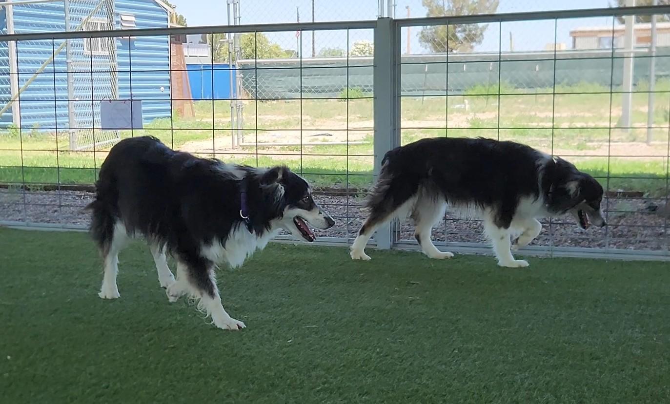 Enlarge Flora, an adoptable Australian Shepherd in El Paso, TX image 6/6