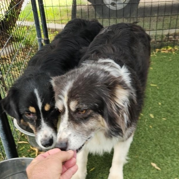 Enlarge Flora, an adoptable Australian Shepherd in El Paso, TX image 4/6