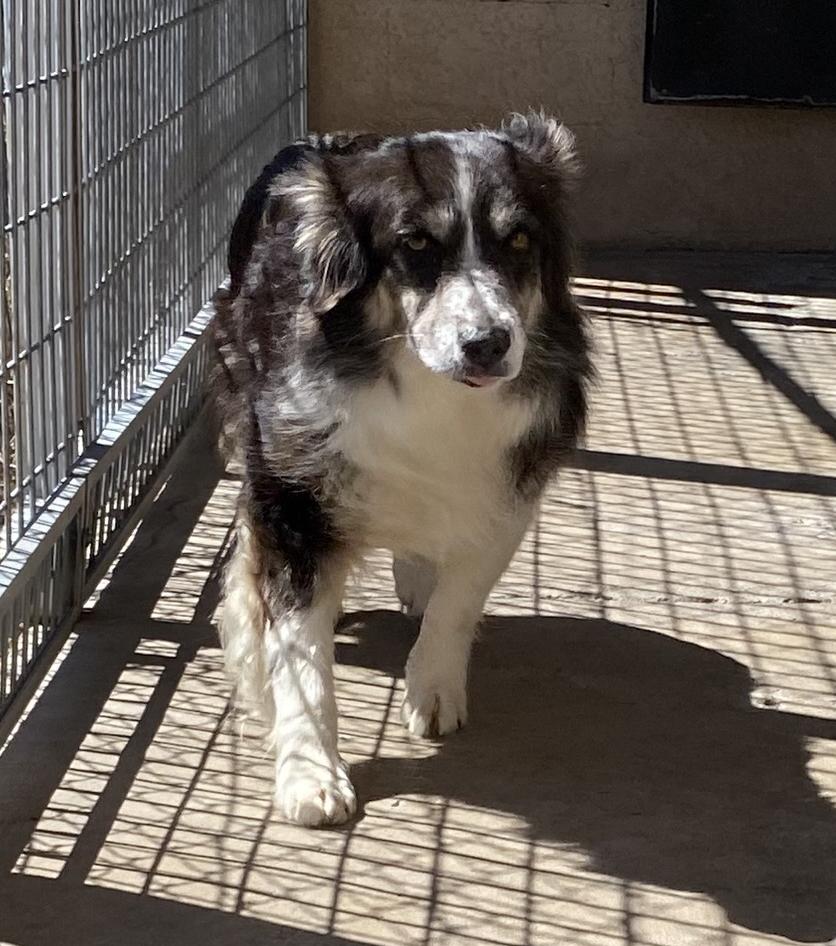 Enlarge Flora, an adoptable Australian Shepherd in El Paso, TX image 5/6