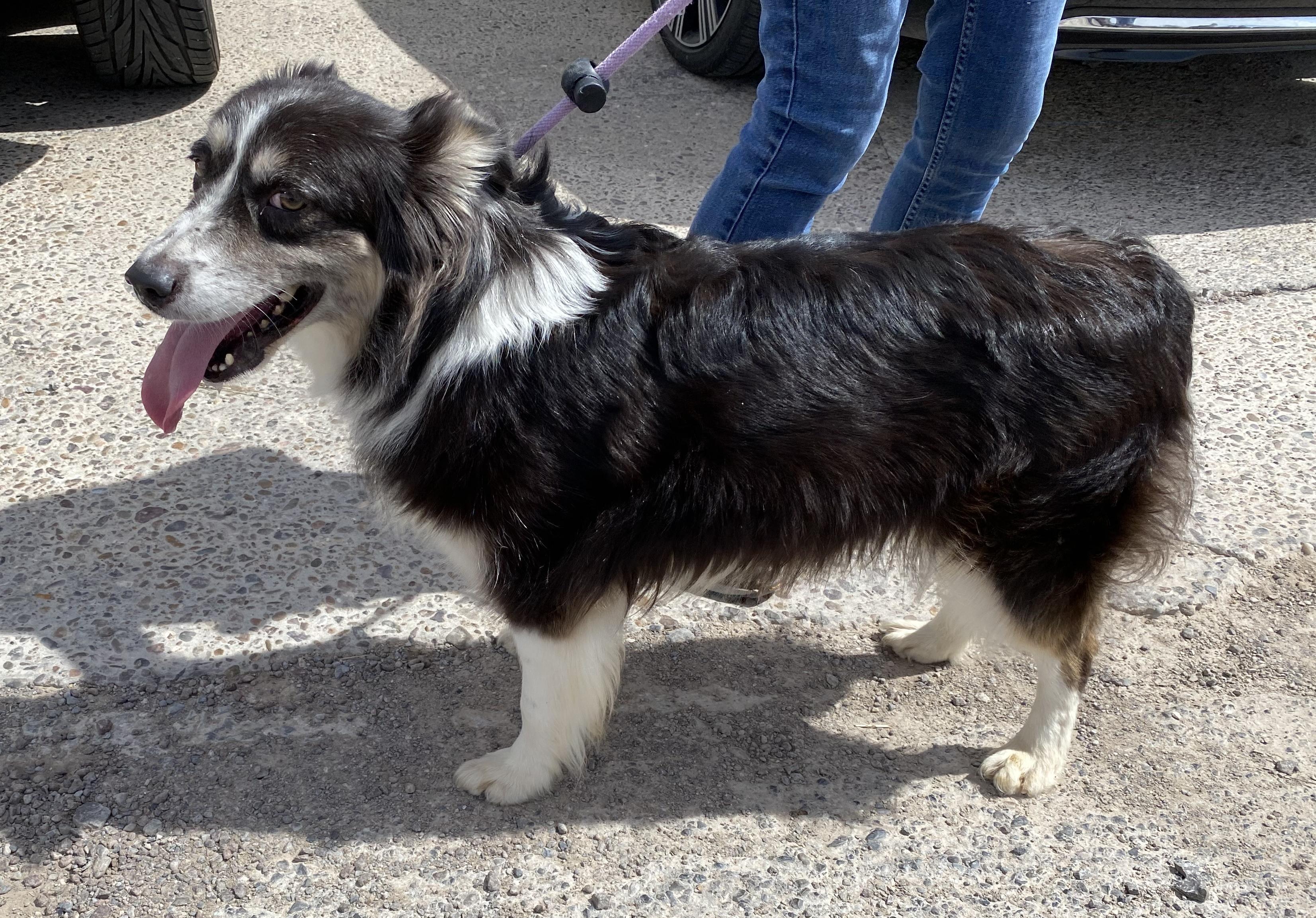 Enlarge Flora, an adoptable Australian Shepherd in El Paso, TX image 3/6