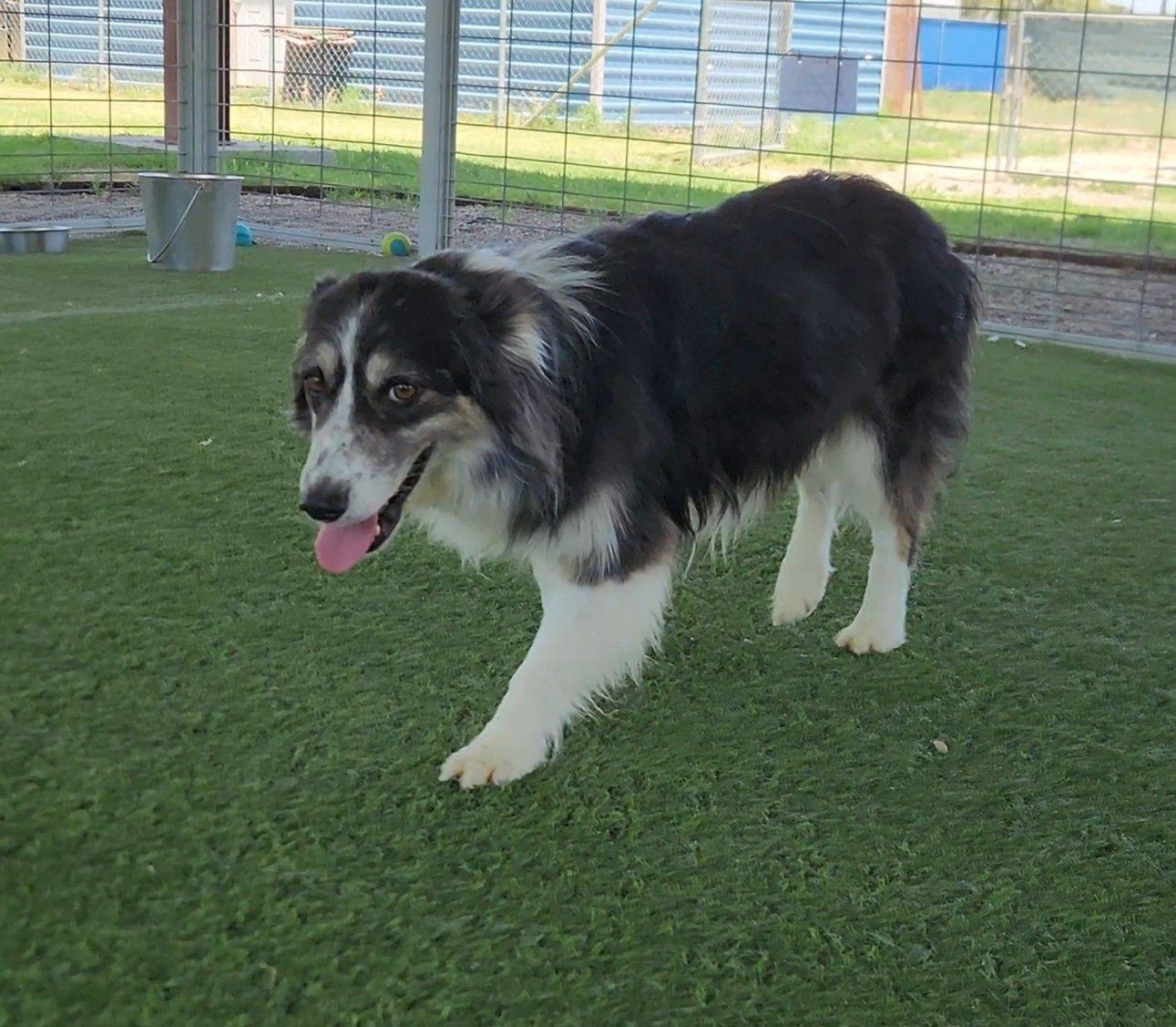 Flora, adoptable, Young Female Australian Shepherd.