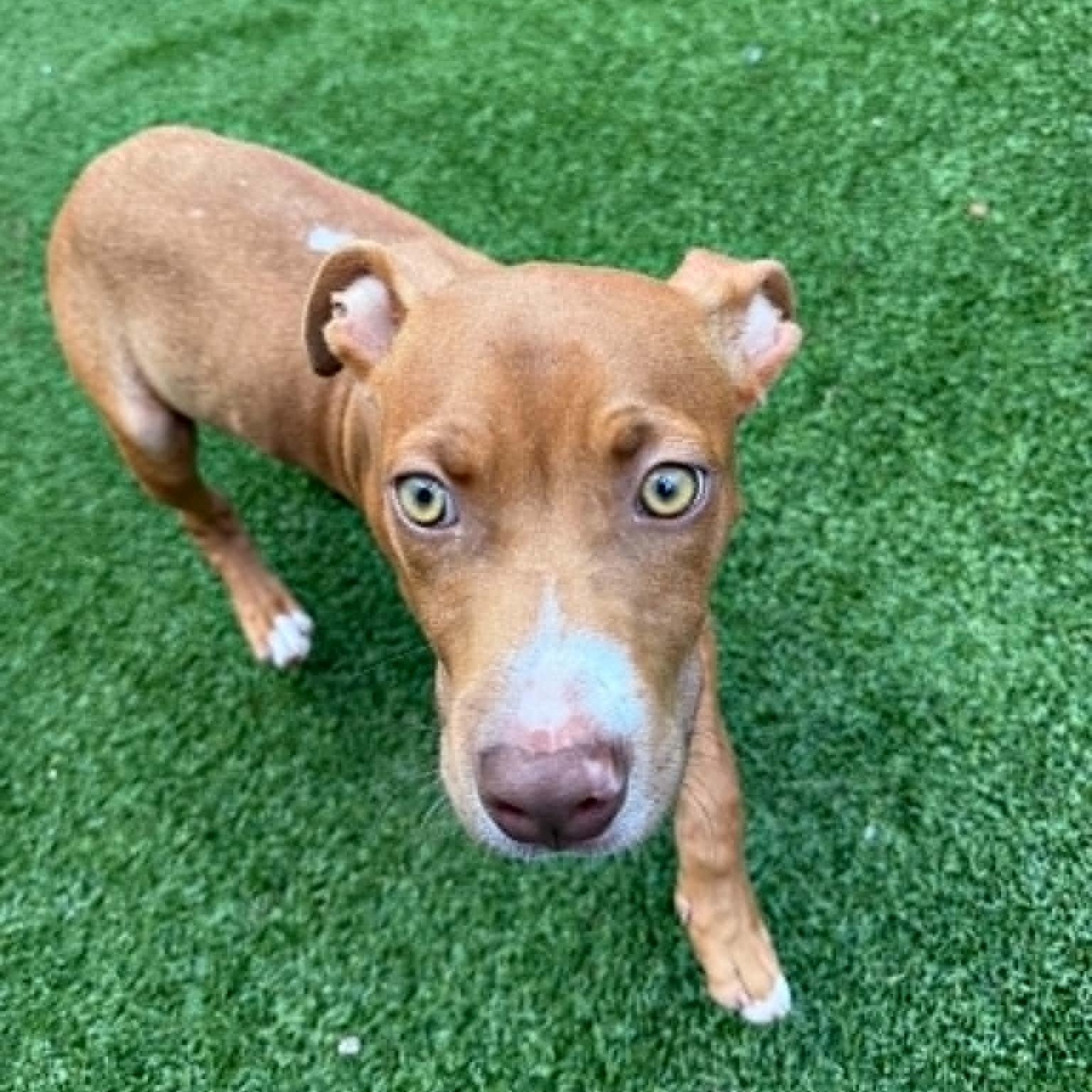 Enlarge Clifford, a ADOPTABLE mixed breed in Groton, CT image 2/6