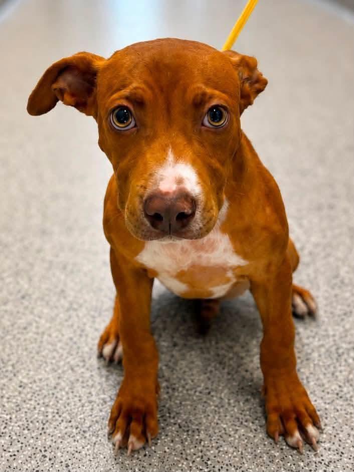 Enlarge Clifford, a ADOPTABLE mixed breed in Groton, CT image 6/6