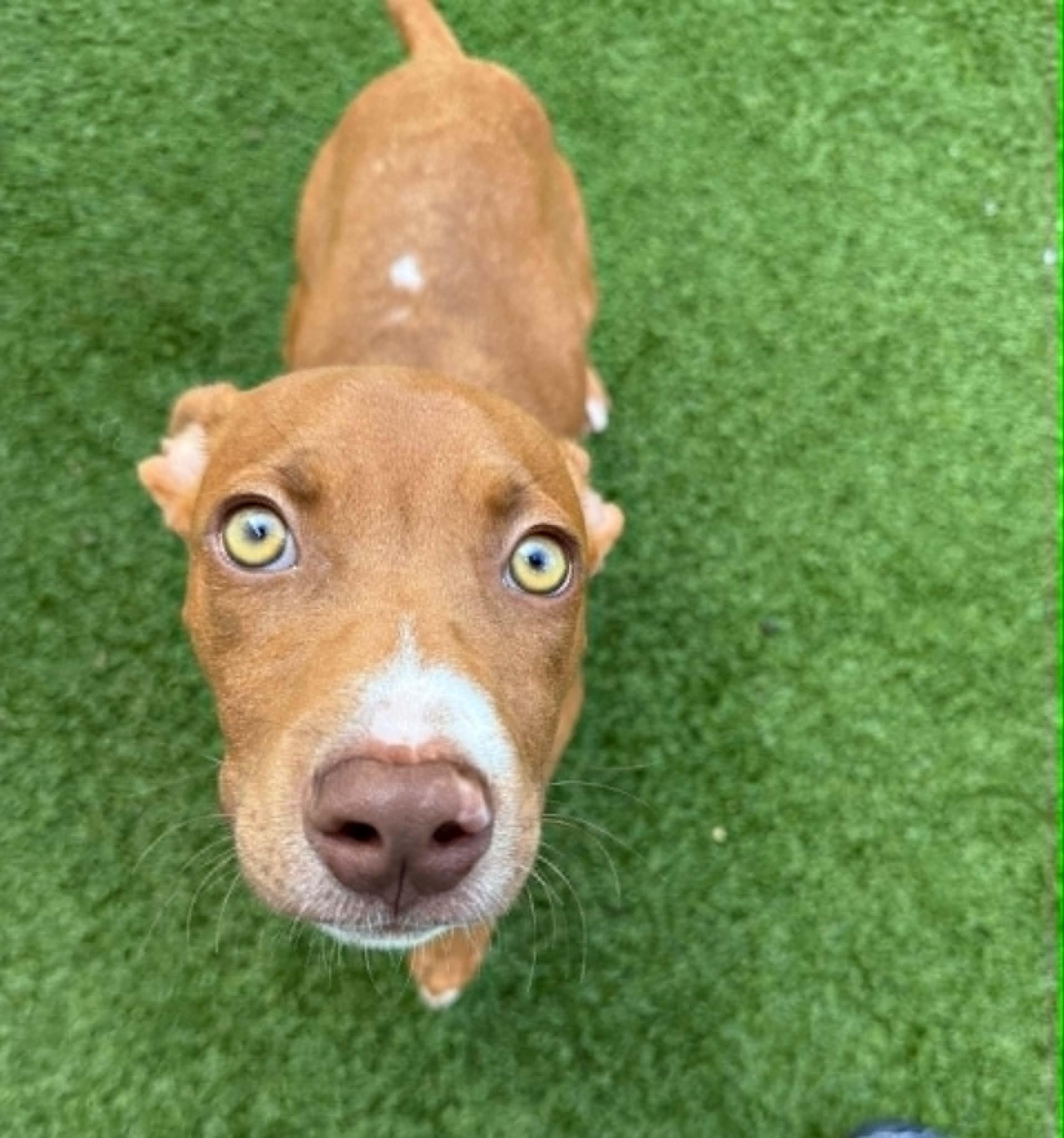 Clifford, ADOPTABLE, Puppy Male Pit Bull Terrier.