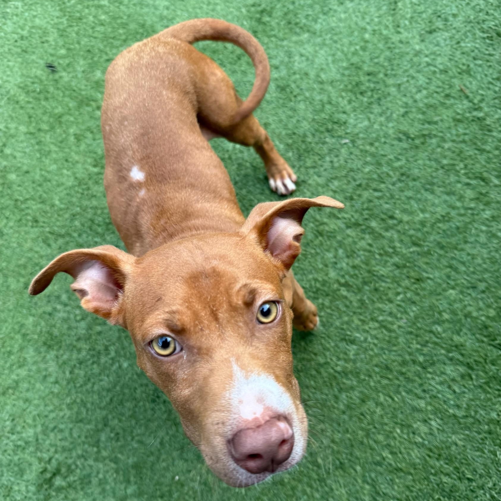 Enlarge Clifford, a ADOPTABLE mixed breed in Groton, CT image 4/6
