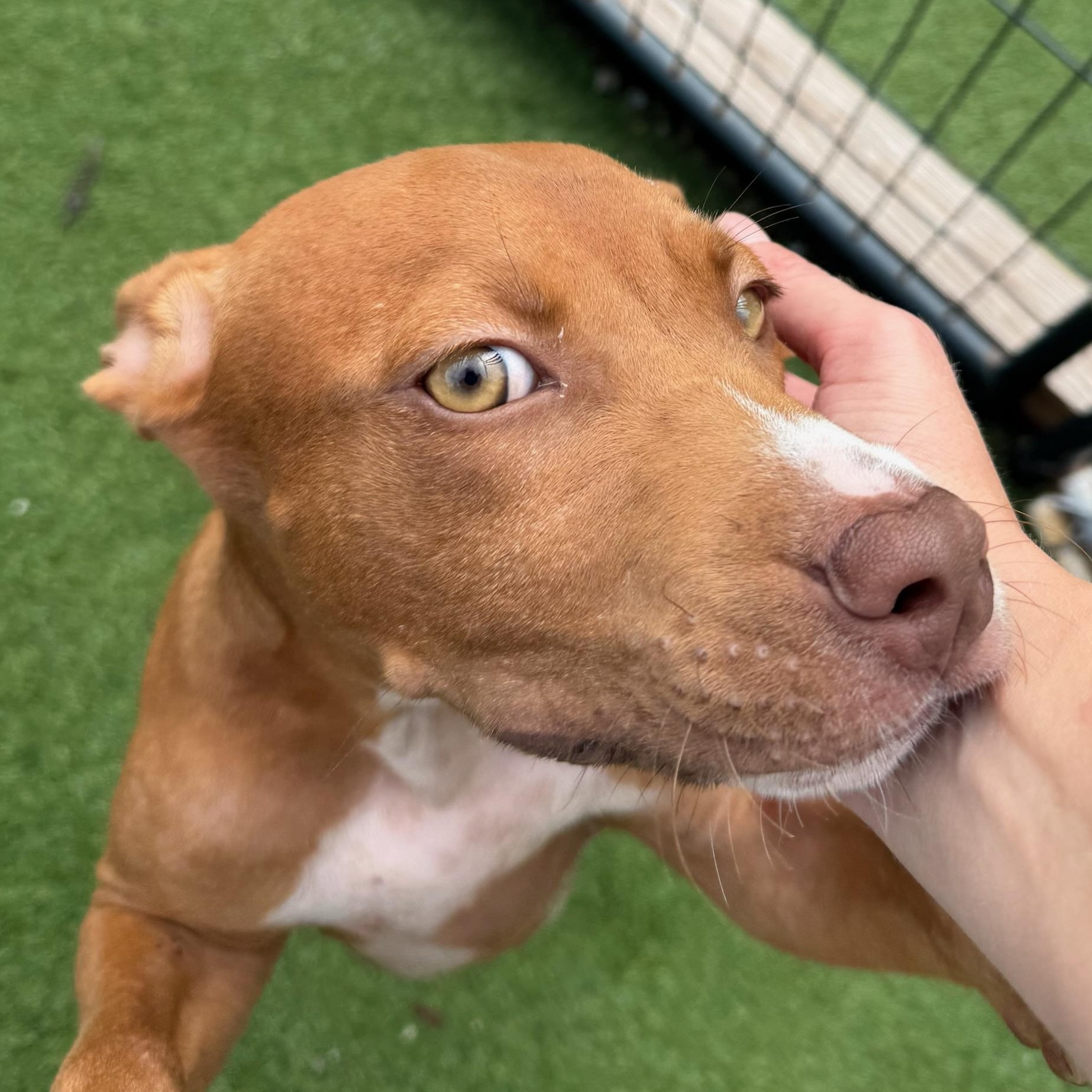 Enlarge Clifford, a ADOPTABLE mixed breed in Groton, CT image 3/6