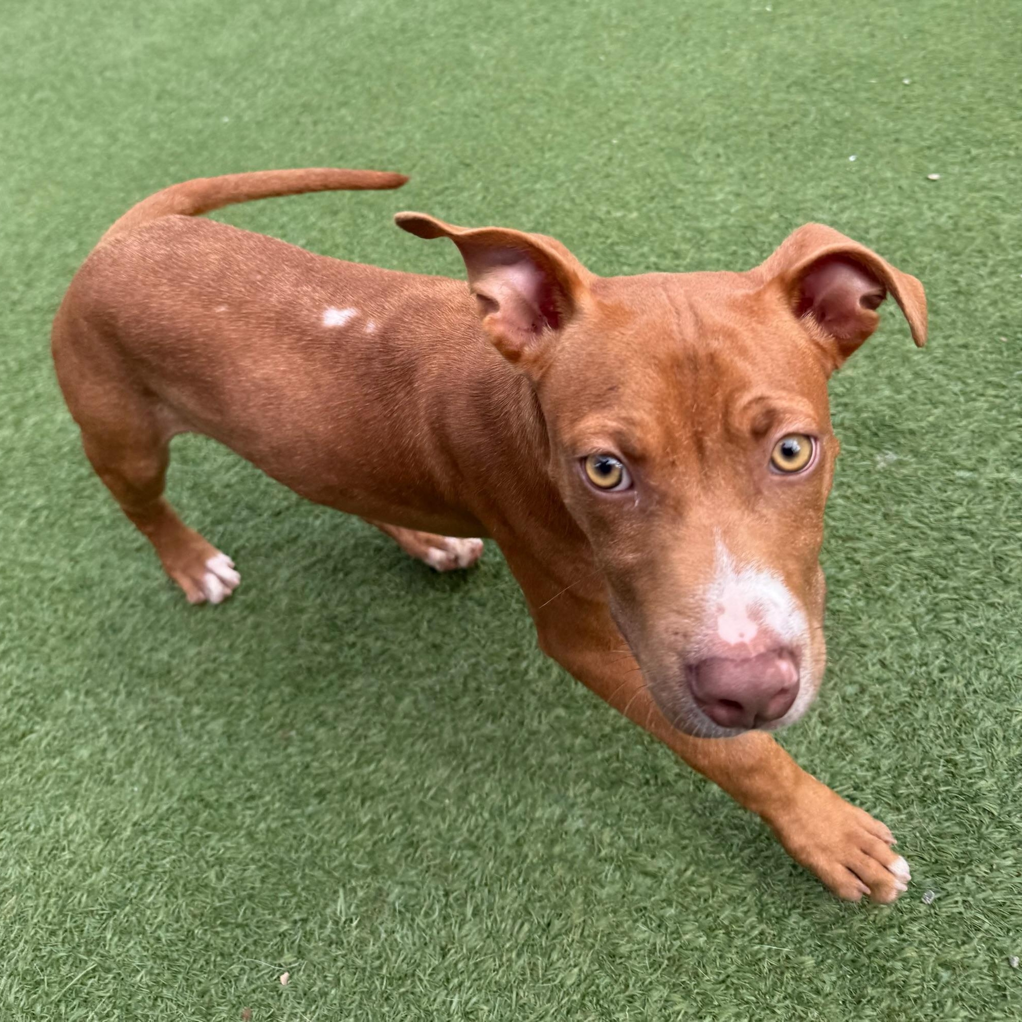 Enlarge Clifford, a ADOPTABLE mixed breed in Groton, CT image 5/6