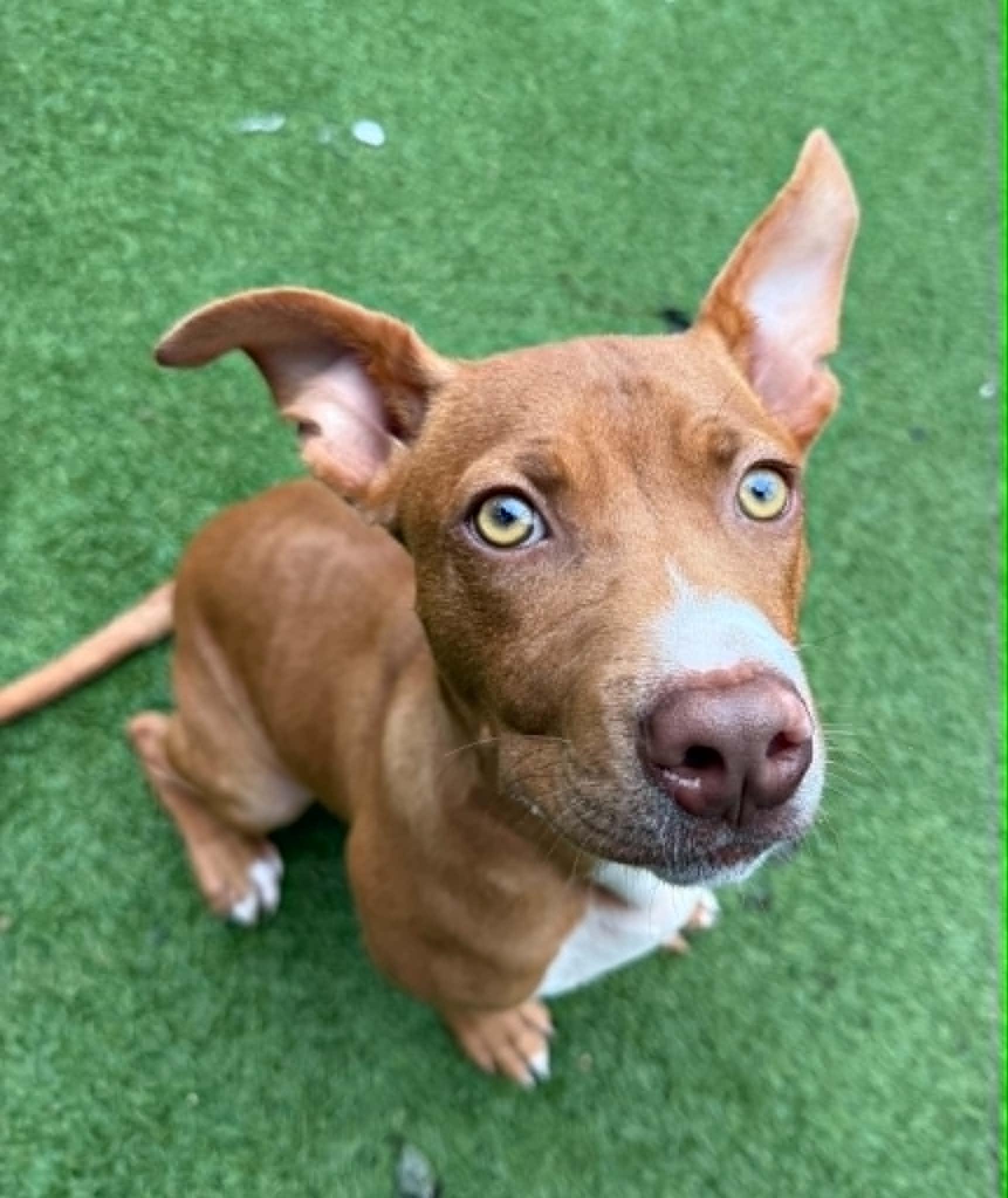 Clifford, a ADOPTABLE mixed breed in Groton, CT image 5/5