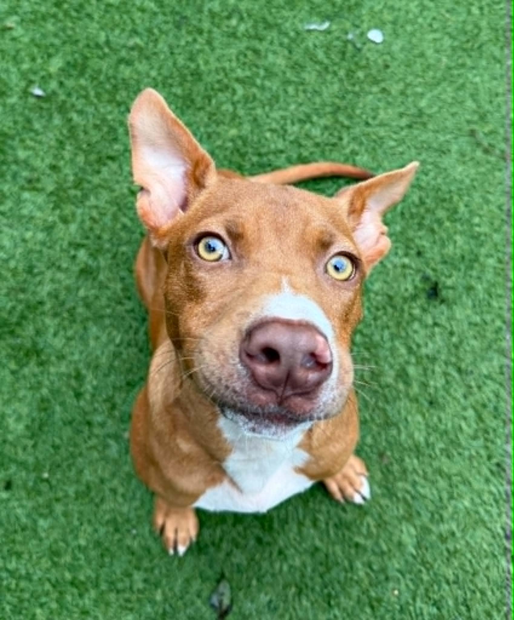 Clifford, a ADOPTABLE mixed breed in Groton, CT image 4/5