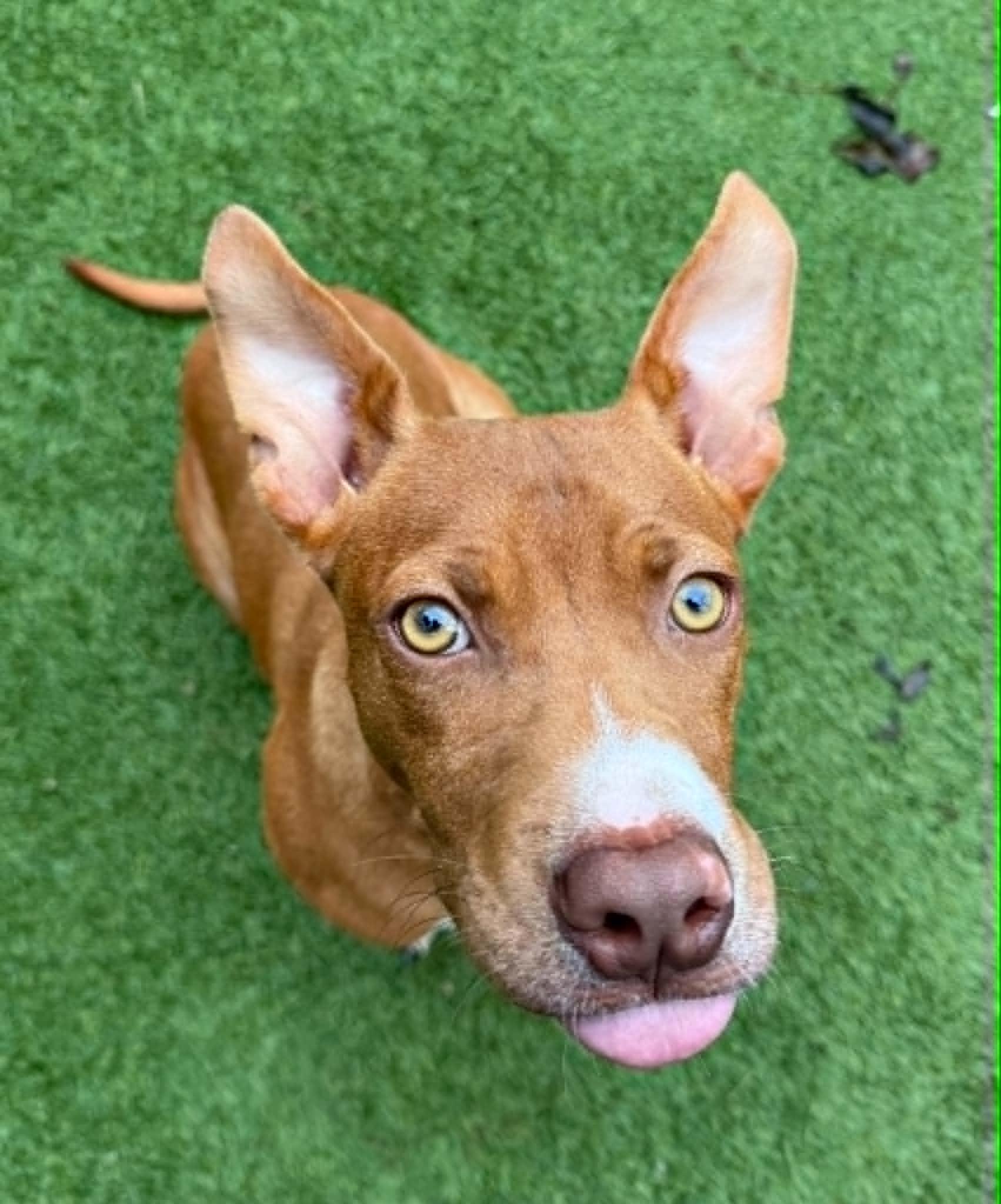 Clifford, a ADOPTABLE mixed breed in Groton, CT image 2/5