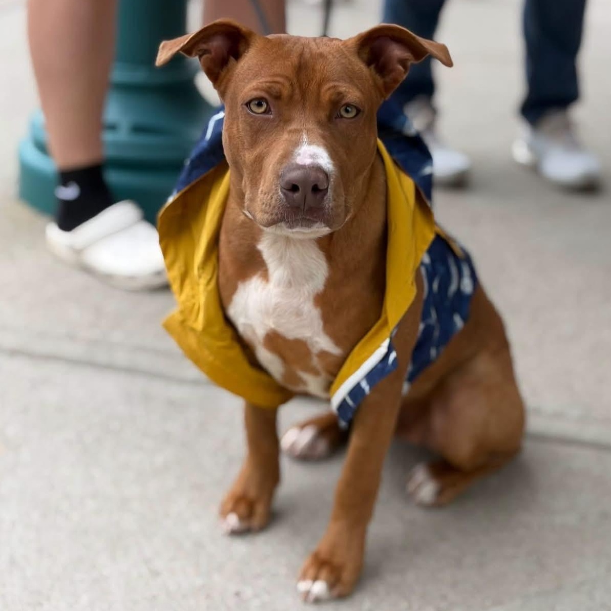 Clifford, Adoptable, Puppy Male Pit Bull Terrier.