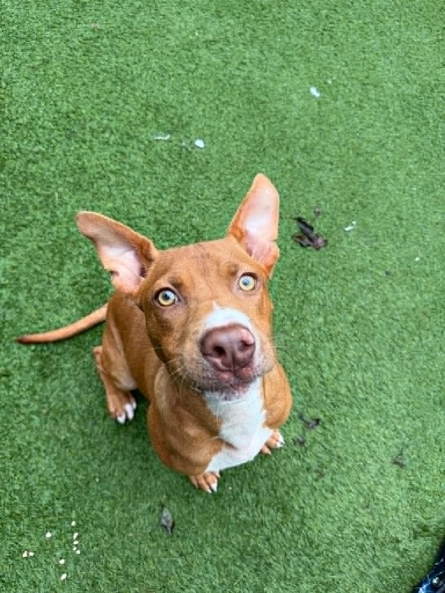 Clifford, a ADOPTABLE mixed breed in Groton, CT image 1/5