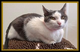 VIDA BOHEME, Adoptable, Young Female Domestic Short Hair.