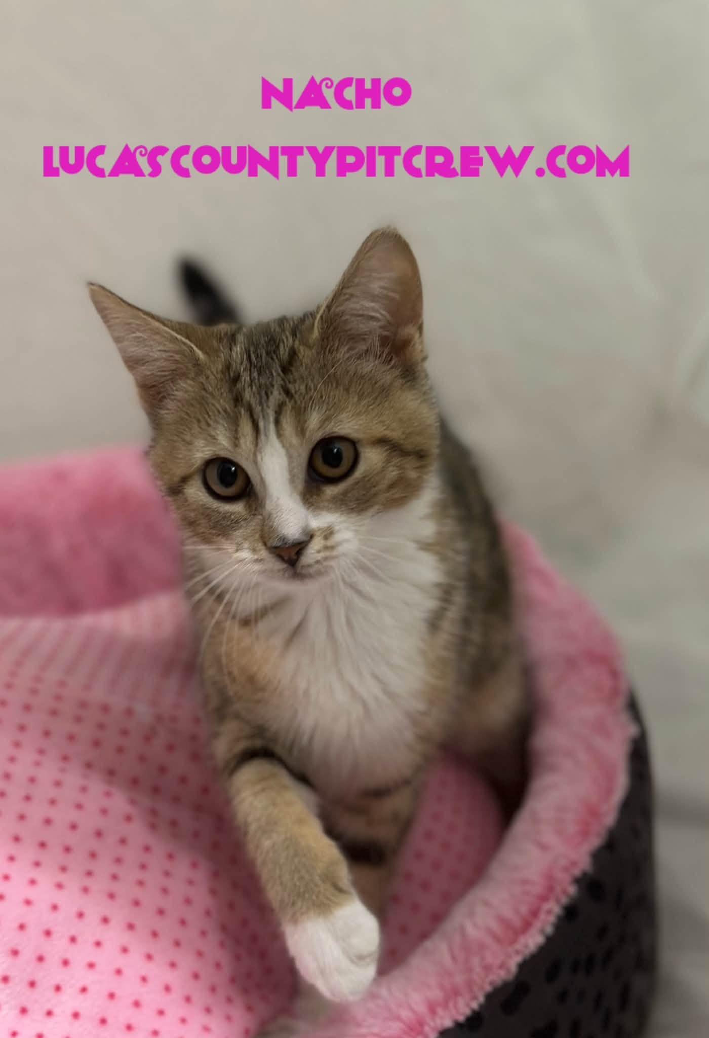 Nacho, adopted, Kitten Female Tabby & Domestic Short Hair.