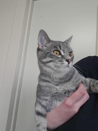 Mahonia, adopted, Young Female Domestic Short Hair.