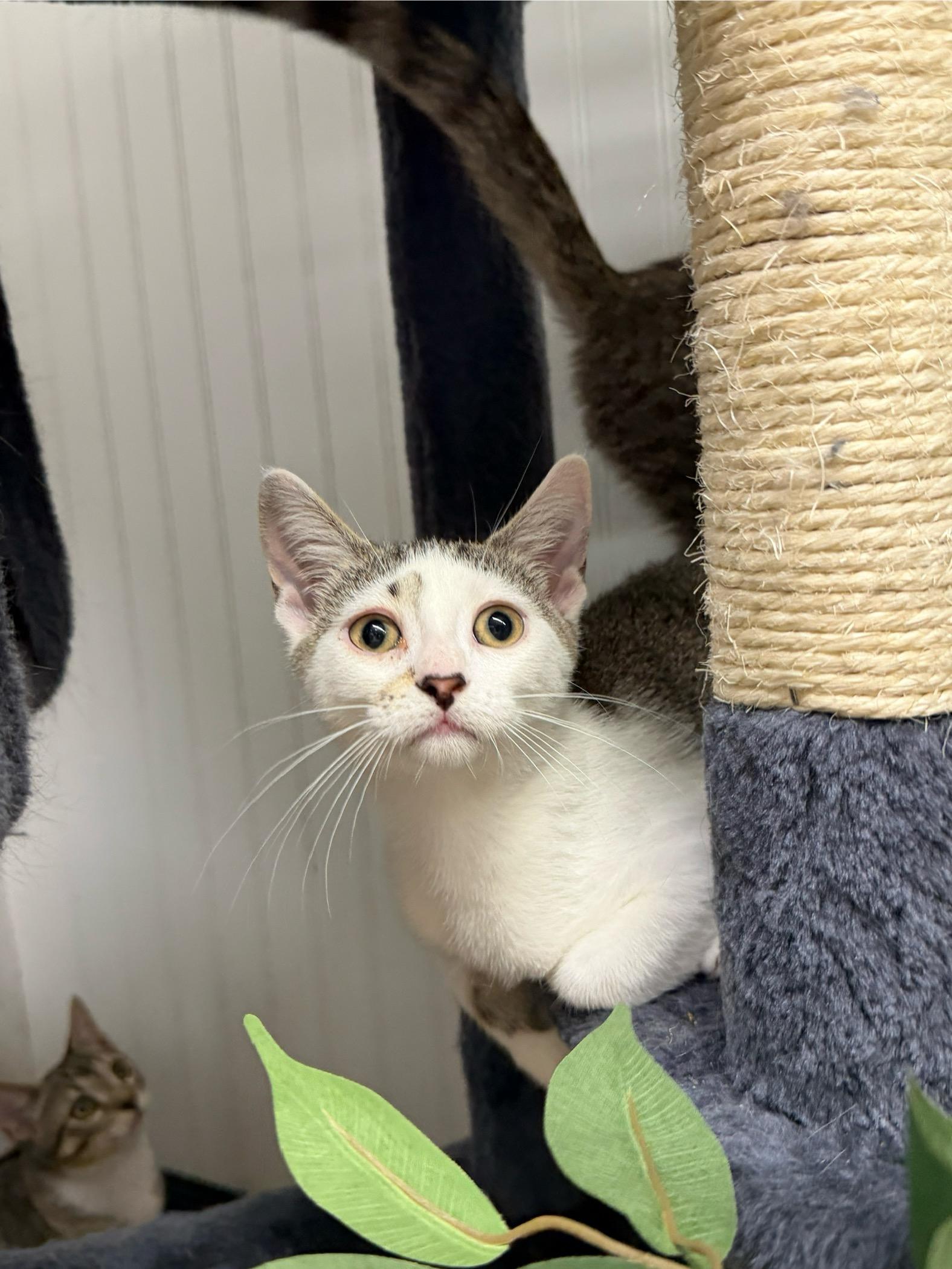 Juneberry, adopted, Young Female Domestic Short Hair.