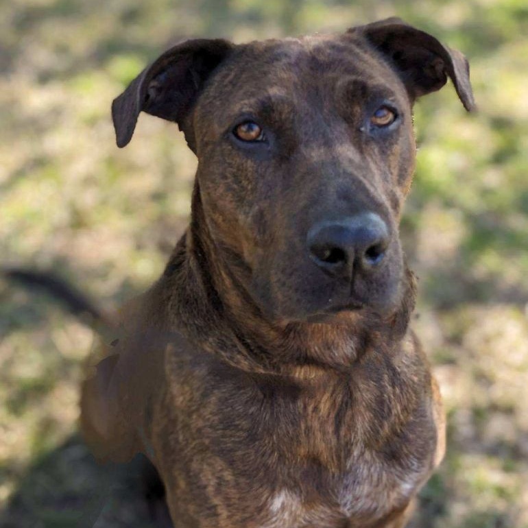 Enlarge Big Red Winn (CONC-A-8017), a Adoptable Plott Hound in Concord, NC image 7/9