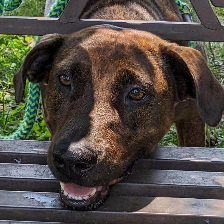 Enlarge Big Red Winn (CONC-A-8017), a Adoptable Plott Hound in Concord, NC image 8/9