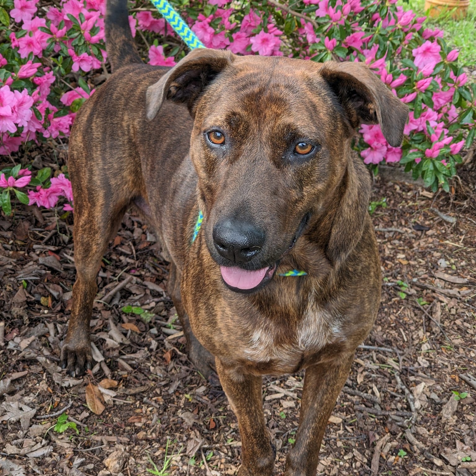 Big Red Winn (CONC-A-8017), a Adoptable Plott Hound in Concord, NC image 6/9