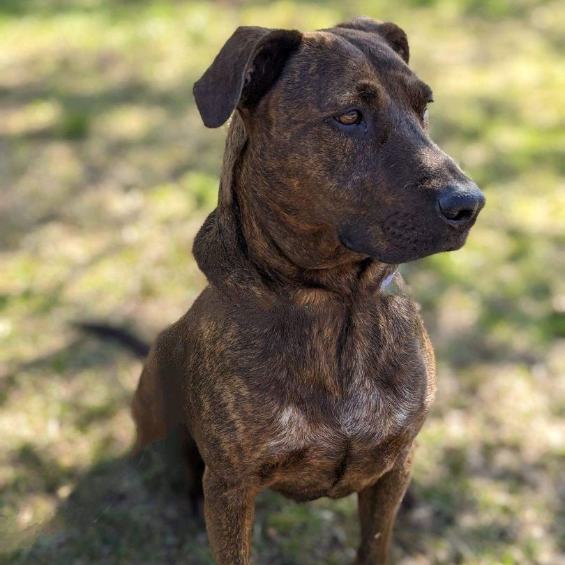 Enlarge Big Red Winn (CONC-A-8017), a Adoptable Plott Hound in Concord, NC image 9/9