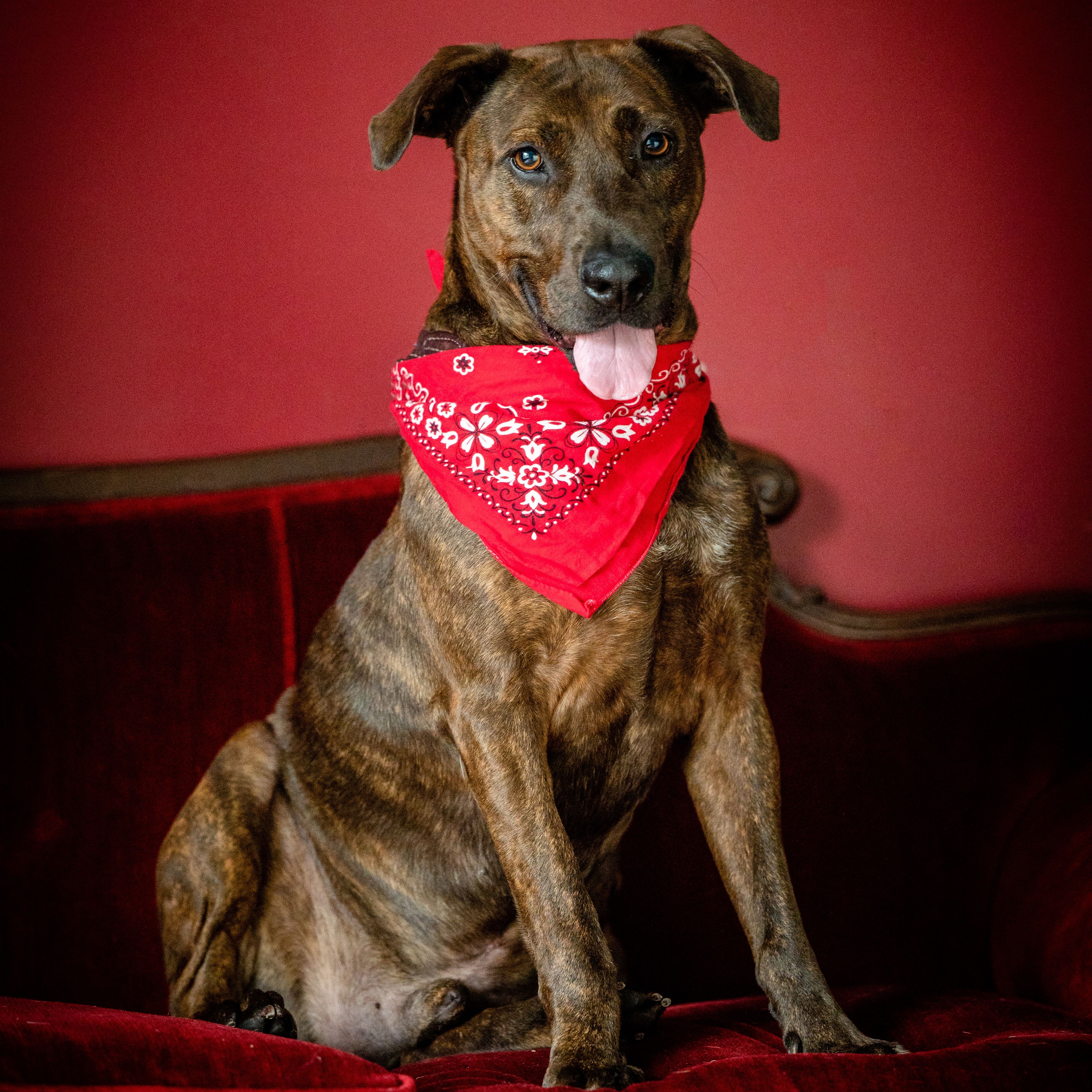 Big Red Winn (CONC-A-8017), a Adoptable Plott Hound in Concord, NC image 1/9