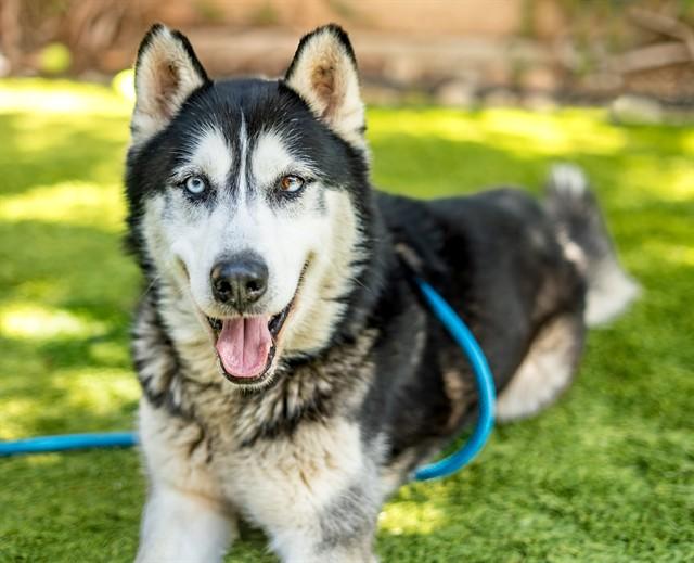 Enlarge NARWHAL, a Adoptable Siberian Husky in San Jose, CA image 1/1