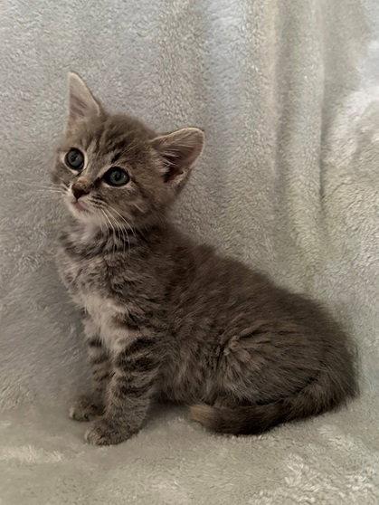 Violet Bridgerton, Adopted, Kitten Female Domestic Short Hair.