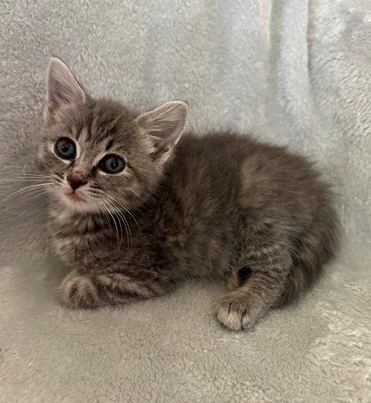 Violet Bridgerton, a Adopted Domestic Short Hair in Nashville, TN image 2/3