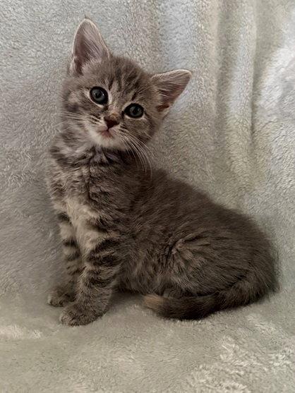 Violet Bridgerton, a Adopted Domestic Short Hair in Nashville, TN image 3/3