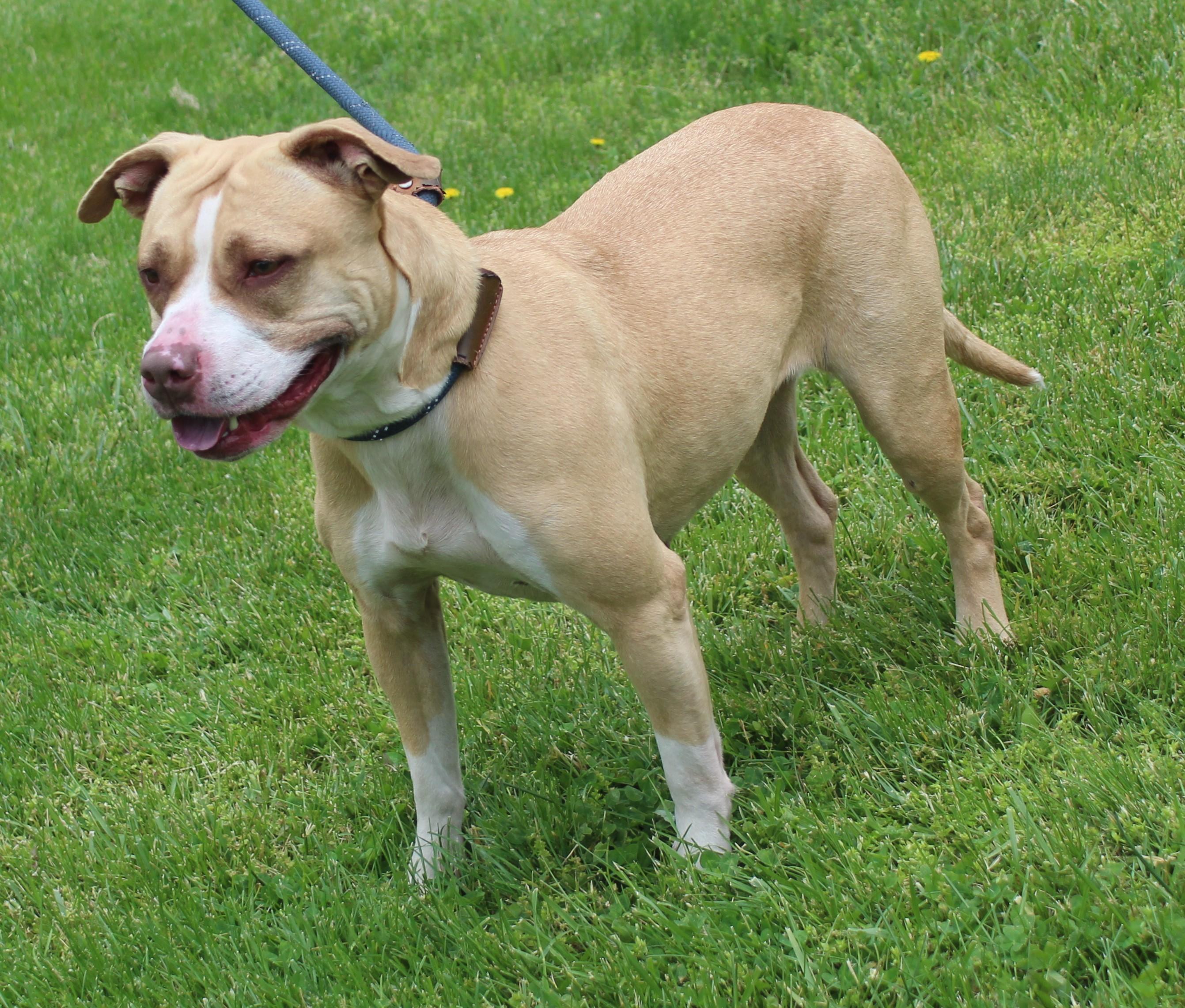 Dawn (11818), a ADOPTABLE mixed breed in Heath, OH image 2/2