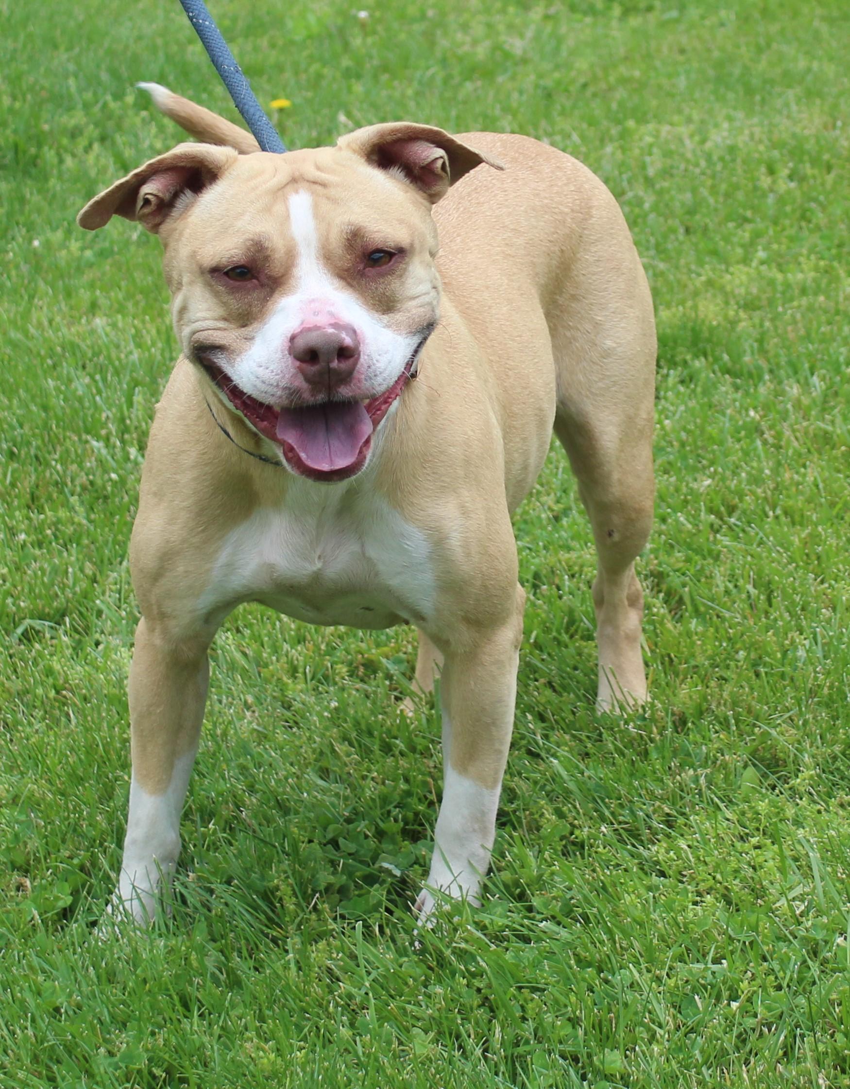 Dawn (11818), a ADOPTABLE mixed breed in Heath, OH image 1/2